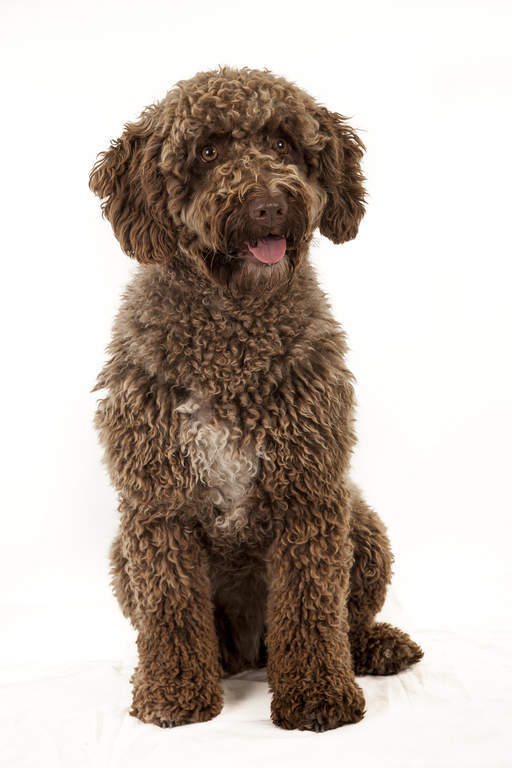 List of Hypoallergenic Dogs [The Ultimate Guide] Labradoodles & Dogs