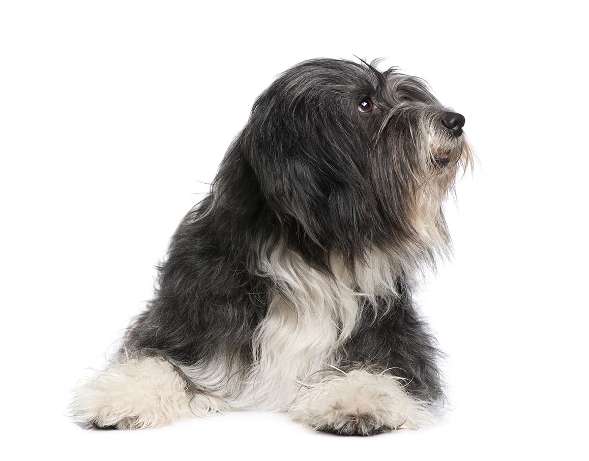 List of Hypoallergenic Dogs [The Ultimate Guide] Labradoodles & Dogs