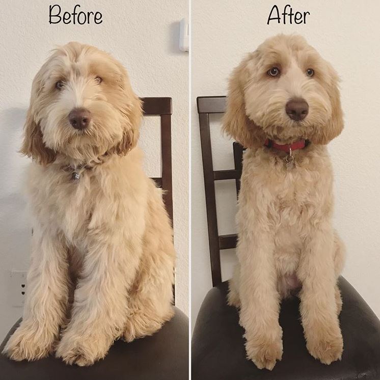 Labradoodle Haircut