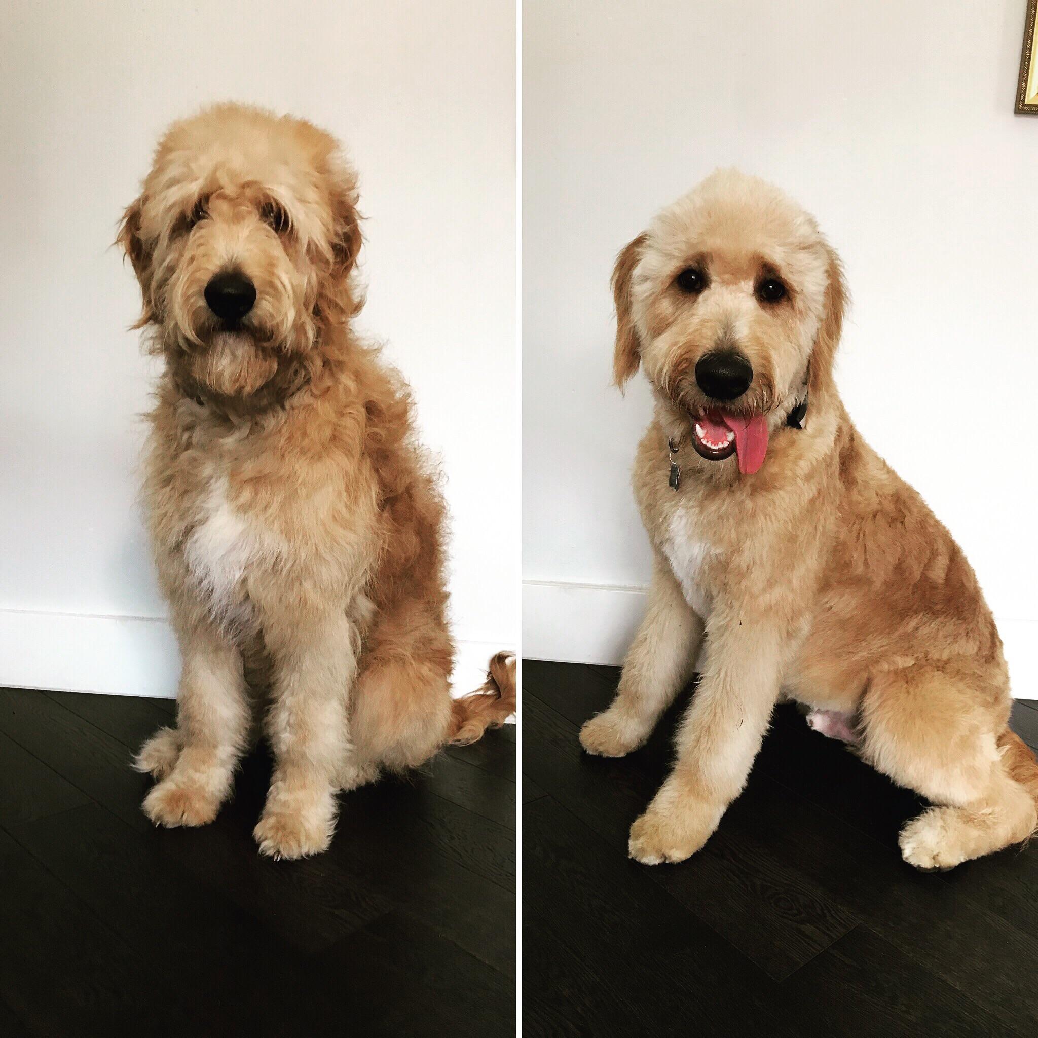 Labradoodle Grooming At Edward Gratwick Blog
