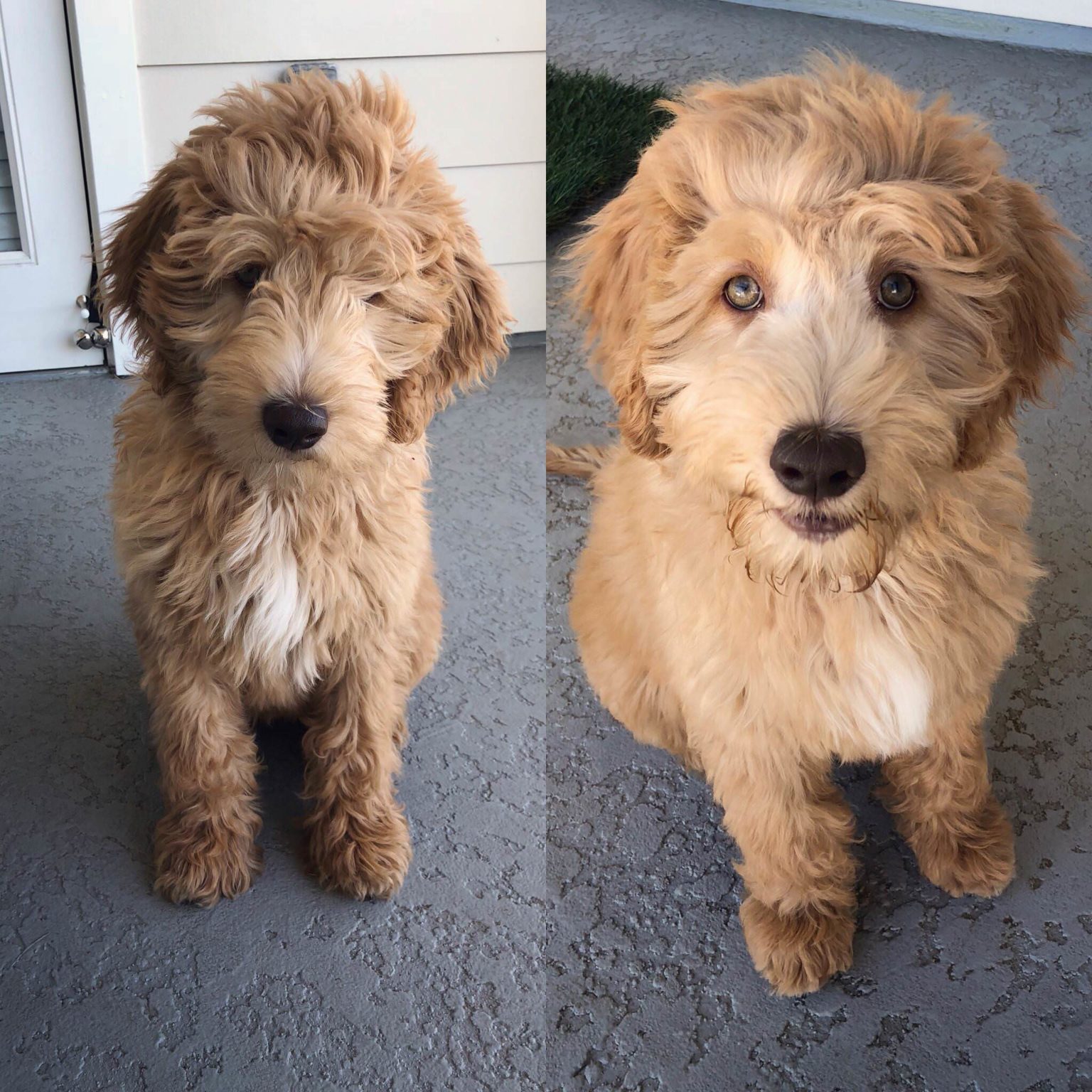 The Ultimate Labradoodle Haircut Guide - Labradoodles & Dogs