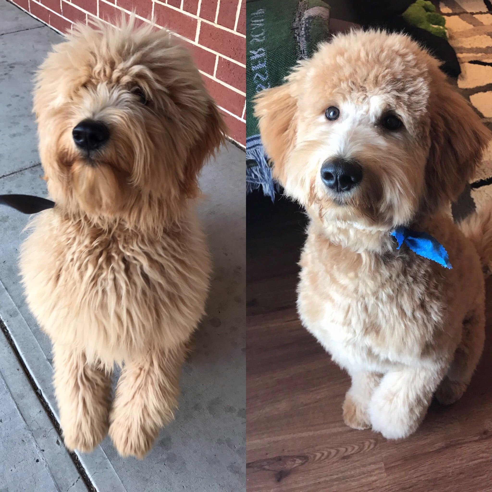 The Ultimate Labradoodle Haircut Guide Labradoodles Dogs   Labradoodle Haircut Before And After17 1 