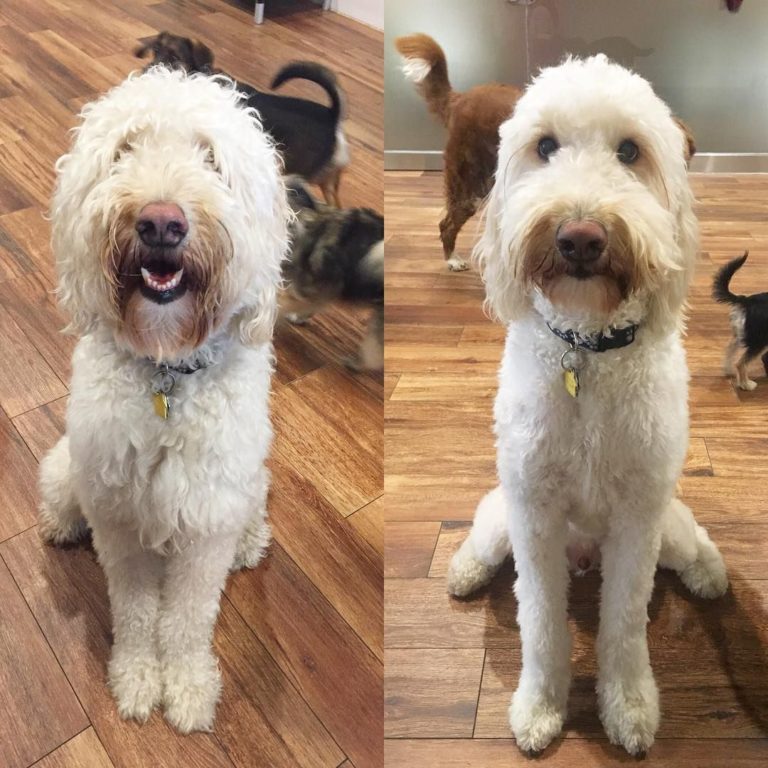 The Ultimate Labradoodle Haircut Guide - Labradoodles & Dogs