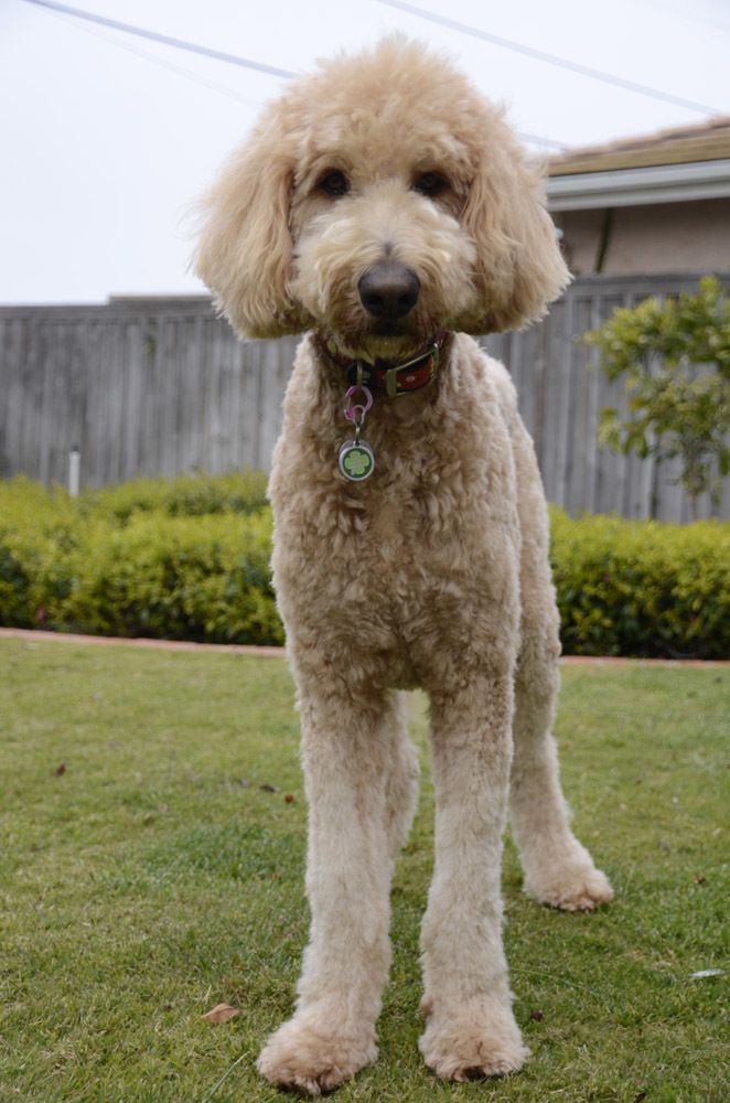 Labradoodle Grooming Styles