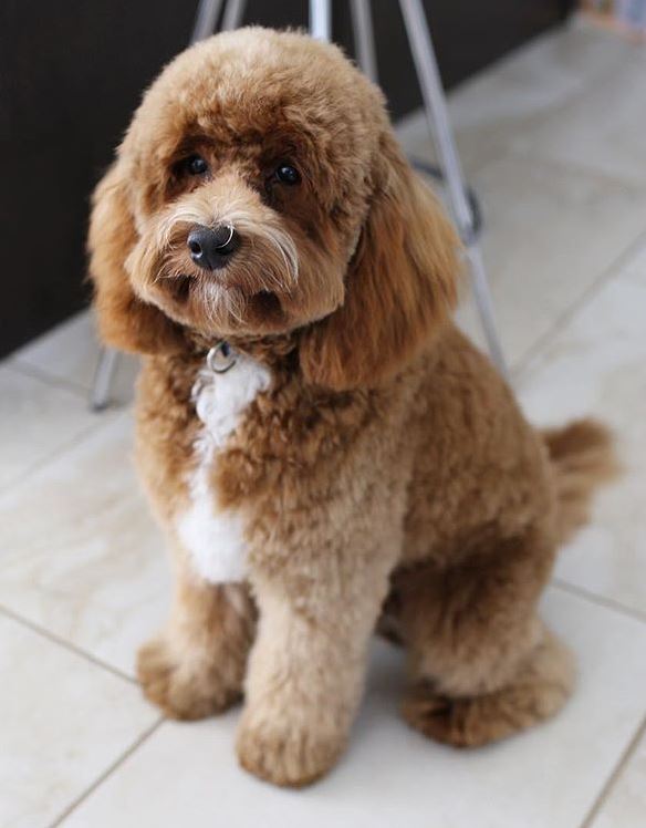 teddy bear labradoodle cut