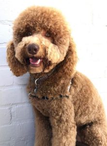 teddy bear cut labradoodle