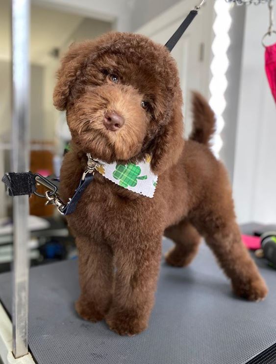 labradoodle teddy bear cut