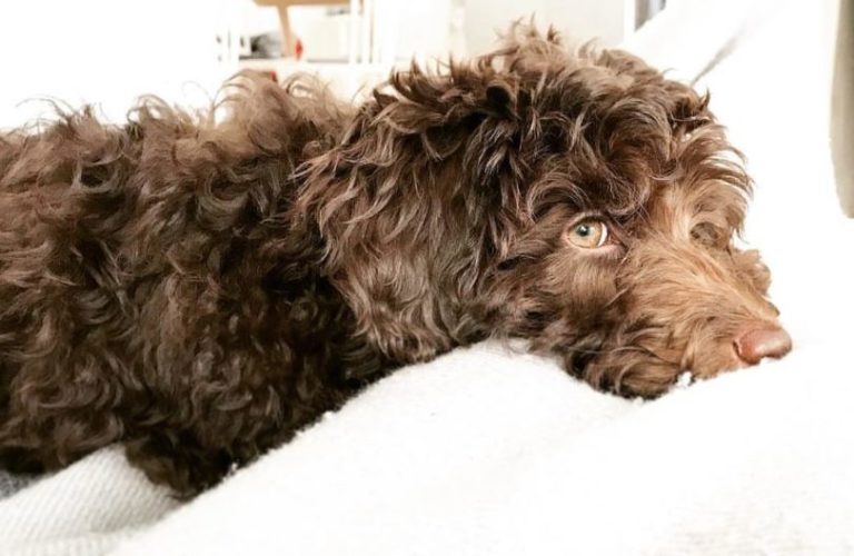 5 Common Labradoodle Health Issues Labradoodles & Dogs