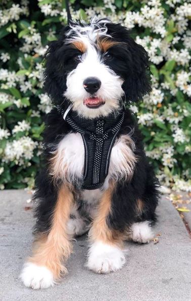 at what age is a bernedoodle full grown