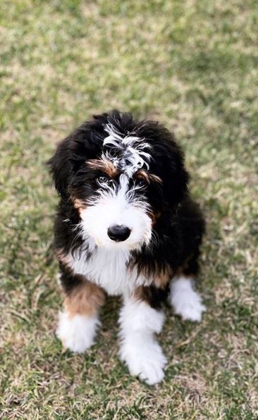 Mini 2024 bernedoodle shedding