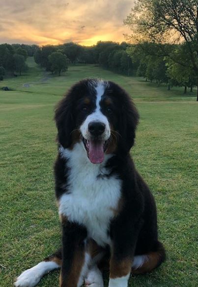 75 bernese hot sale 25 poodle