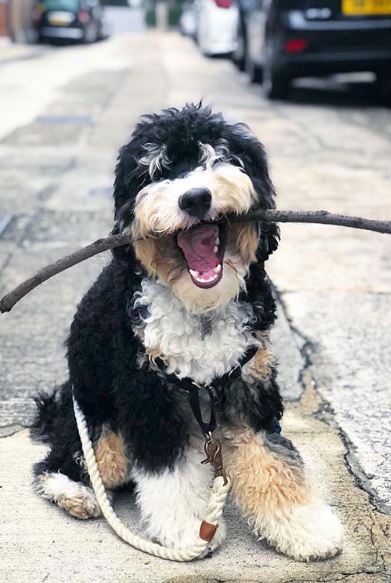 Blauwdruk Fysica stem Bernedoodle Facts - The Ultimate Bernedoodle Guide - Labradoodles & Dogs