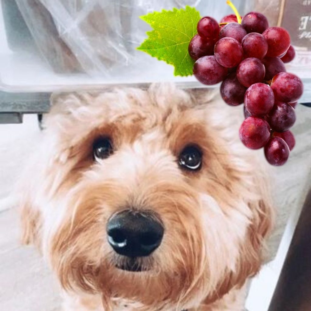 how many grapes can kill a dog