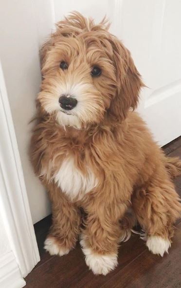 mini labradoodle rescue