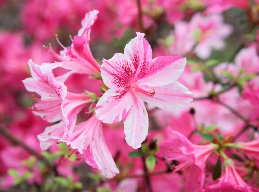 10 Plants That Are Poisonous To Your Dog Labradoodles & Dogs