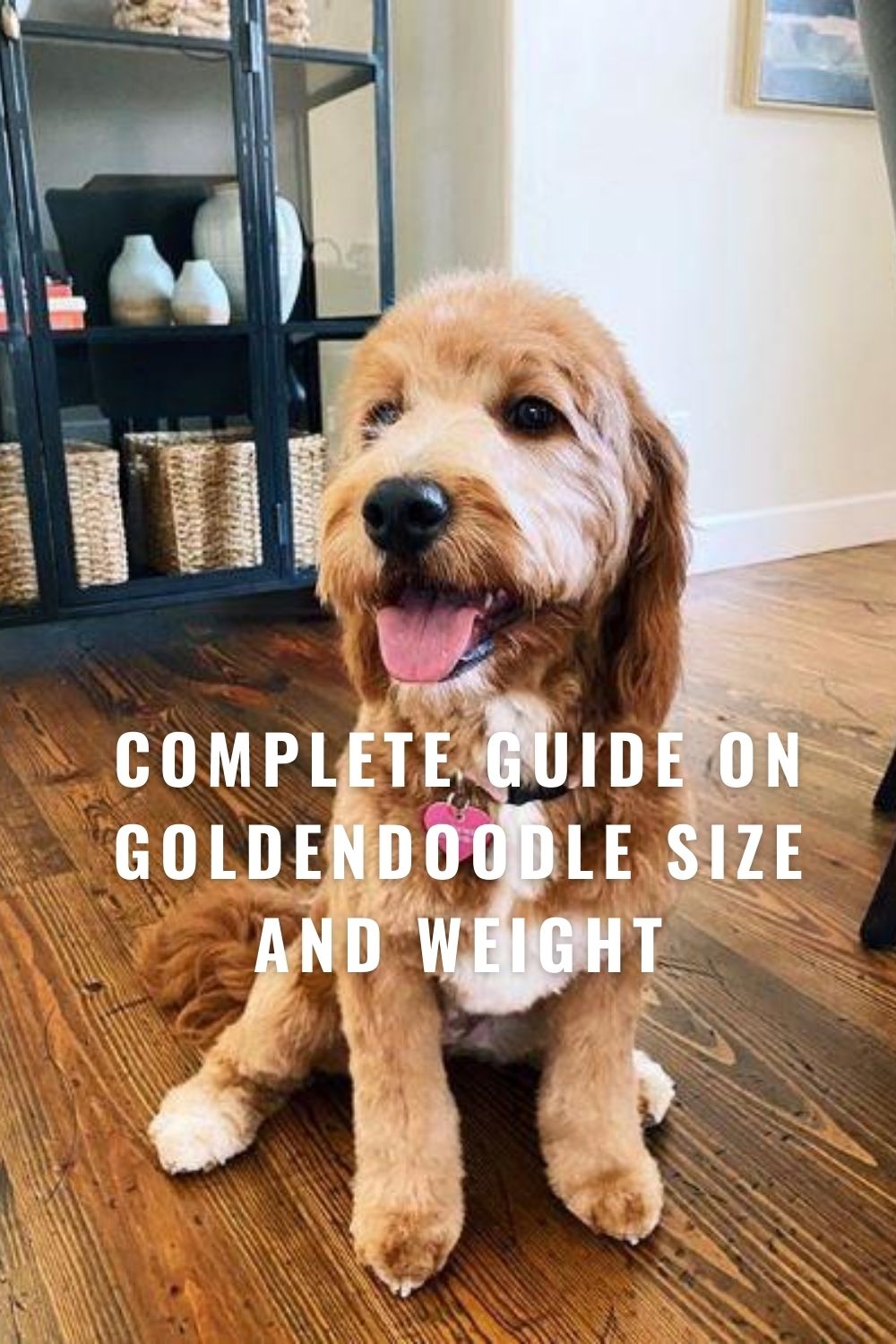 Goldendoodle guide best sale