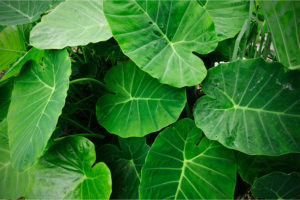 Are elephant plants poisonous to sale dogs