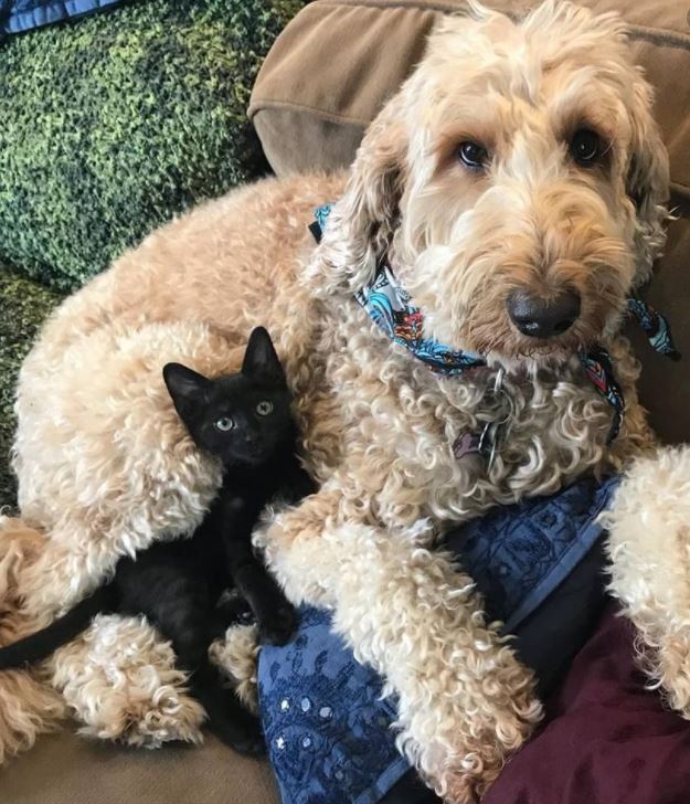 are goldendoodles good family pets