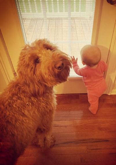 goldendoodle with kids