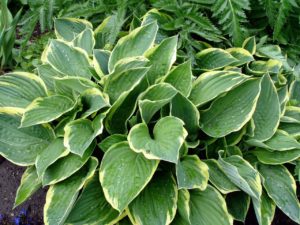 Are hostas poisonous to hot sale dogs