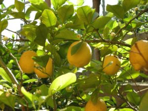 Are lemon trees hot sale poisonous to dogs