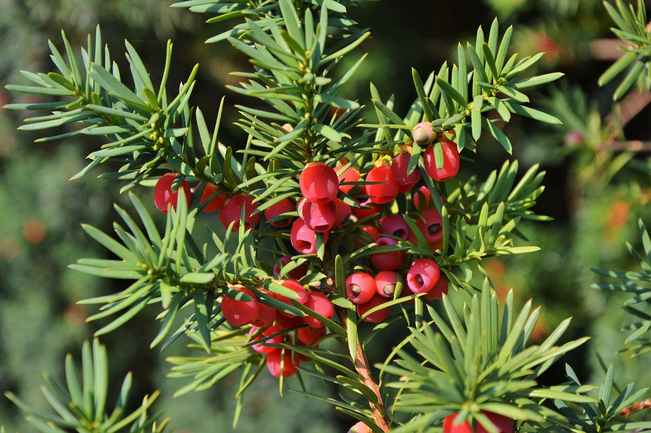 10 Plants That Are Poisonous To Your Dog Labradoodles & Dogs