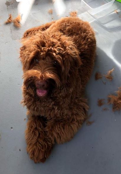 Labradoodle sales grooming cost