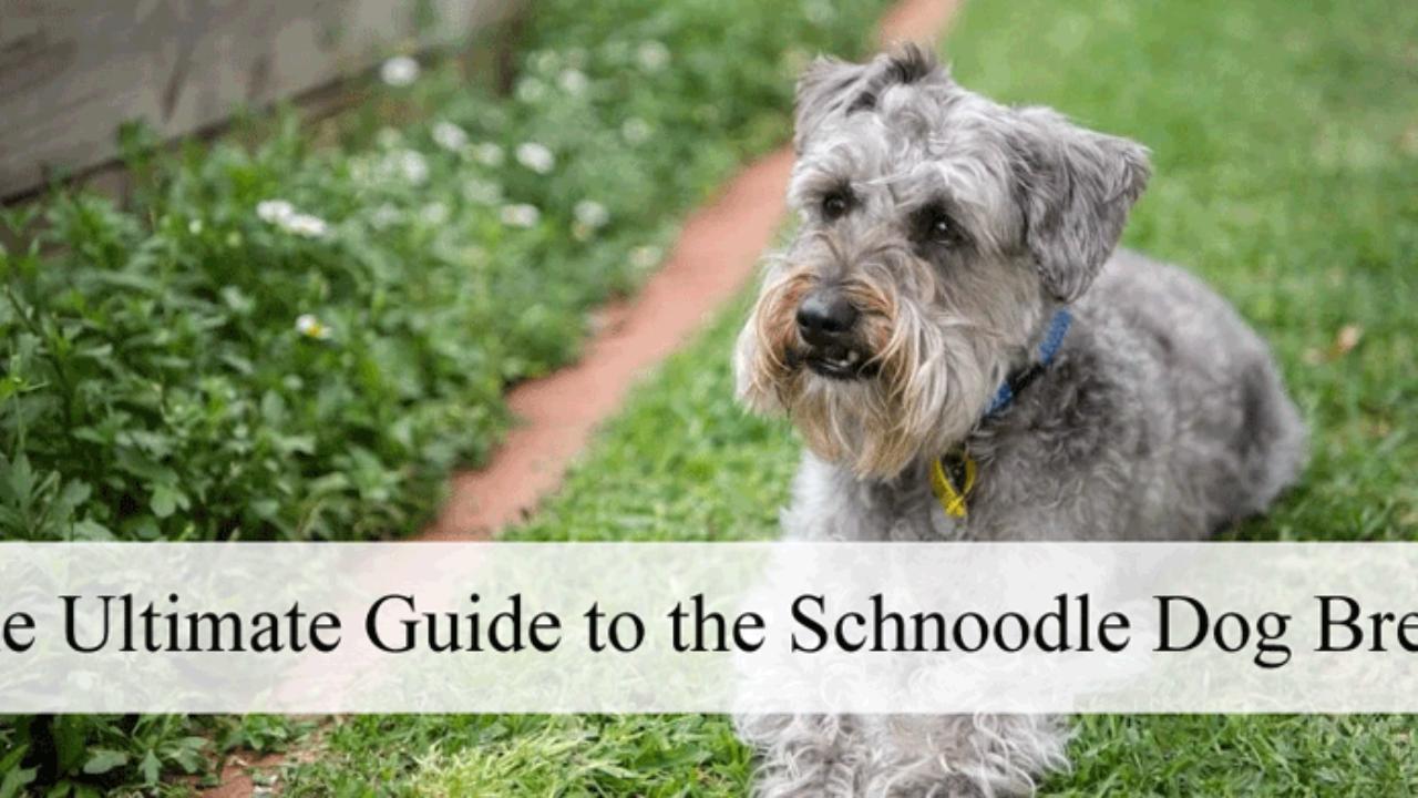 how often should you bathe a schnoodle